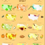Where does Thanksgiving dinner grow?