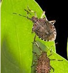 Stink bug mapping tool
